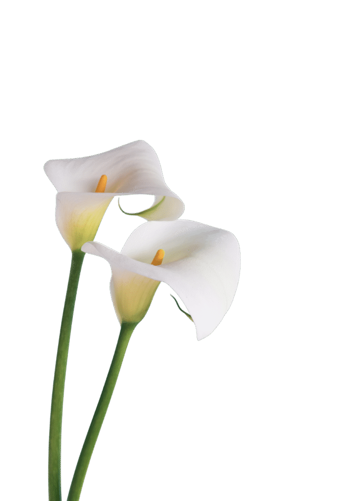 calla